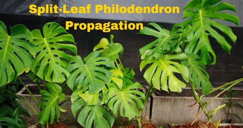 Split-Leaf Philodendron Propagation - HousePlantsInfo.com