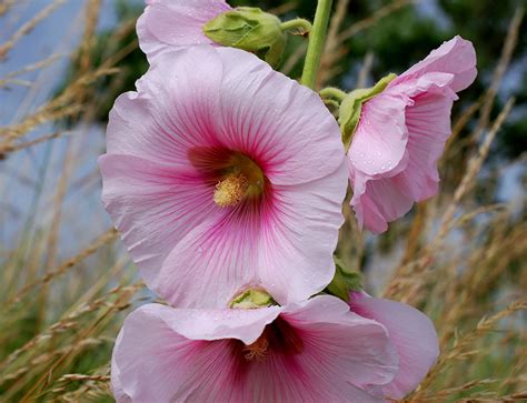 Desktop Wallpapers Pink color Malva flower Closeup