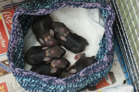 Caring for Abandoned Wild Baby Bunnies - My Wildlife Rescue