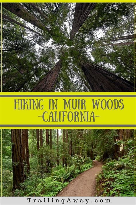 10 Photos of Muir Woods Trails to Inspire an Amazing Hike! | Muir woods ...