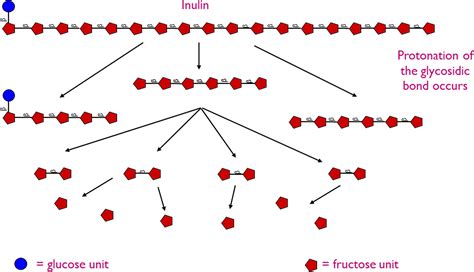 Inulin‐type fructans and short‐chain fructooligosaccharides—their role ...