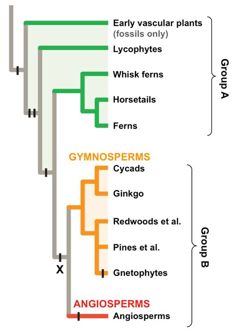 Solved The phylogenetic tree below represents the | Chegg.com