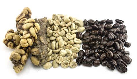 Kopi Luwak - The World’s Most Expensive Coffee Involves Cat Poop - This Year's Best Gift Ideas