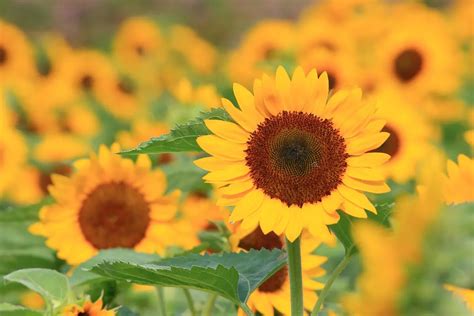 What is the Ideal Depth for Planting Sunflower Seeds? A Clear Guide