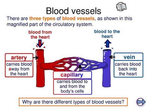 Anatomy The Three Kinds Of Blood Vessels | MedicineBTG.com