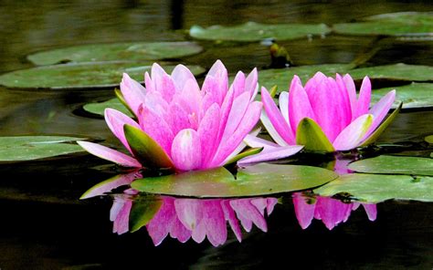 Lotus Pond Wallpapers - Wallpaper Cave