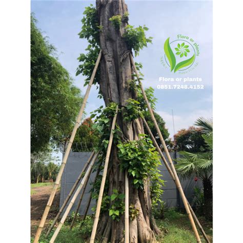 Jual Pohon Bodhi Karakter Unik Berukuran Besar || Bhodi Tree - Jakarta Pusat - Flora Or Plants ...