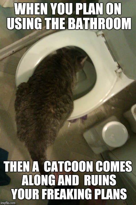 toilet cat Memes & GIFs - Imgflip