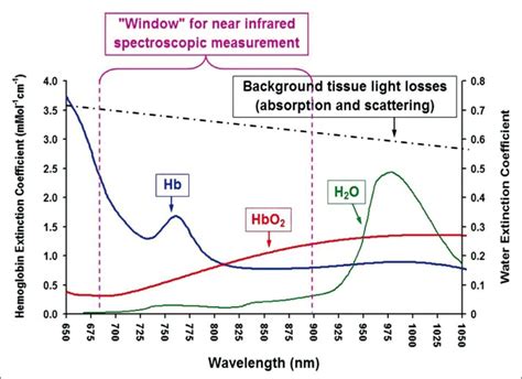 Near-infrared light passes through skin and skull readily and is... | Download Scientific Diagram