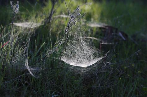 118 Whiteflies Plants Stock Photos - Free & Royalty-Free Stock Photos from Dreamstime