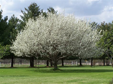 Chinese Pear (Ussurian Pear) Pyrus ussuriensis Tree Seeds (Fast Fall Color)10pcs - Fruit Seeds