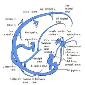 Reflecting on Cerebral Venous Sinus Thrombosis, and the U.S. Presidential Election - The Stroke Blog