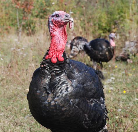 Heritage Turkeys – Comox Courtenay Farm | Harmony Acres