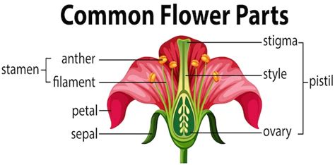 Free Vector | A common flower parts