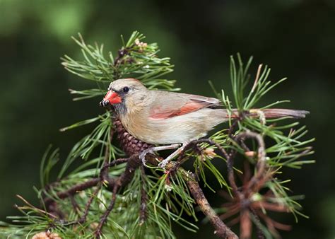 Female Cardinal, feeding | from earlier this year. | Flickr