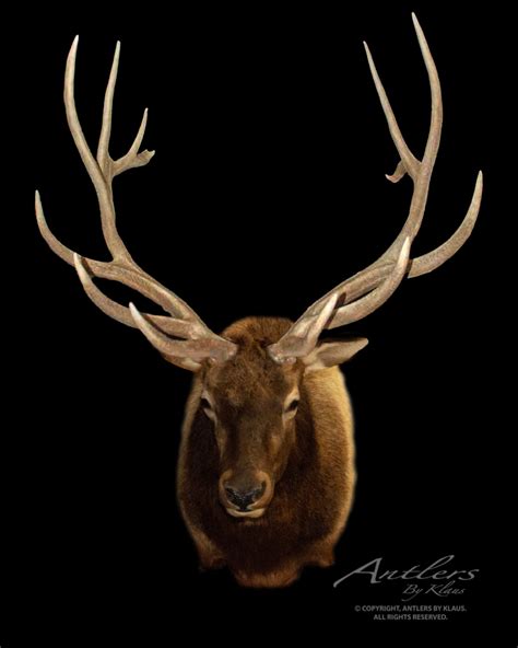 Montana Elk - Antlers by Klaus