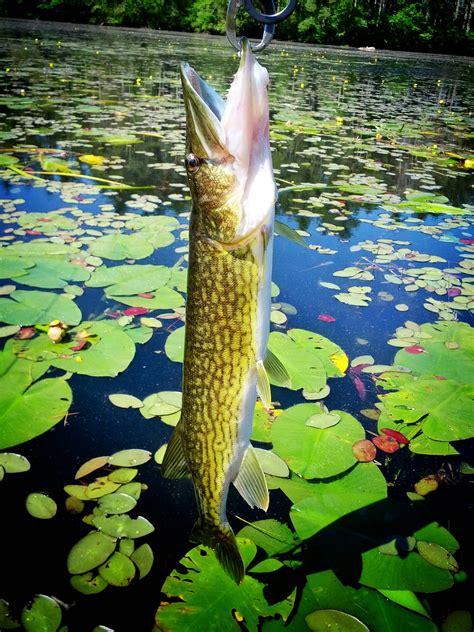 Pickerel fishing - MA Fish Finder