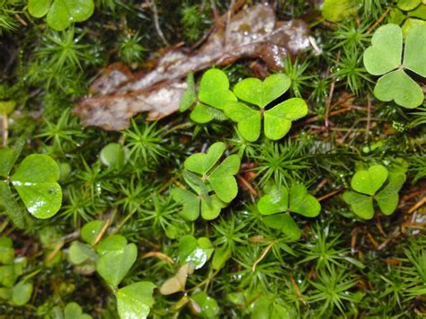 Wood Sorrel – Identification, Edibility, Distribution, Ecology, Recipes – Galloway Wild Foods