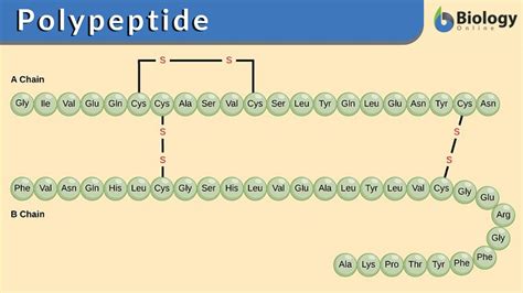 Common Structure Of Polypeptide Download Scientific Diagram