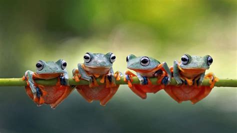 Javan tree frogs sitting together on a stalk in Indonesia - Bing Gallery