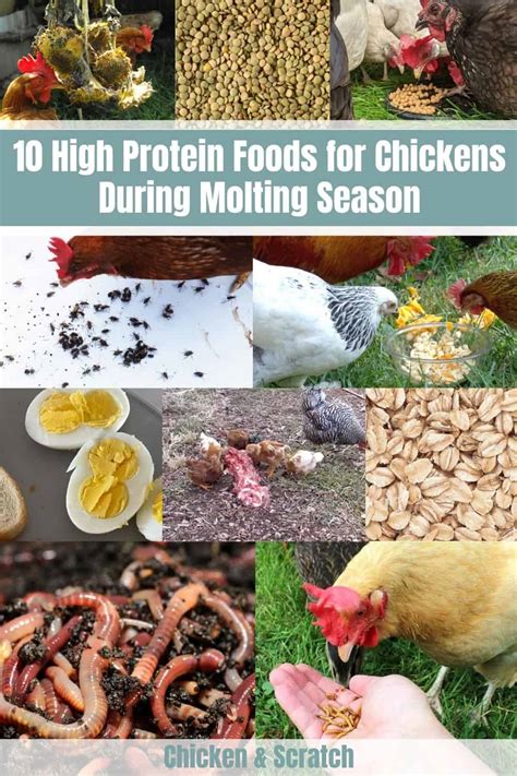 10 High Protein Foods for Chickens During Molting Season