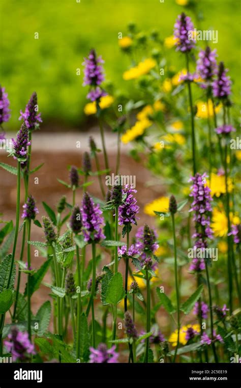 Botanical collection of medicinal plants and herbs, Betonica or Stachys ...