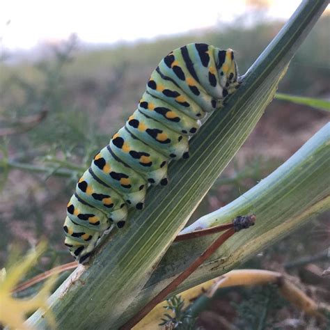 Recently found this anise Swallowtail caterpillar feeding on its host plant fennel (🤢). This ...