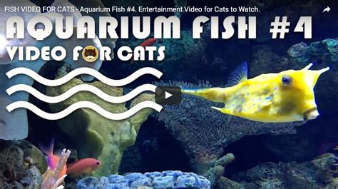 FISH VIDEO FOR CATS - Aquarium Fish #4. Entertainment Video for Cats to Watch. — TV BINI