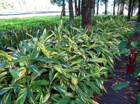 Ginger, Variegated - David Rolston Landscape Architects - Residential ...