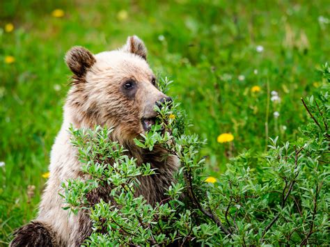 Yellowstone grizzly bears now dine on dandelions instead of trash | Science | AAAS