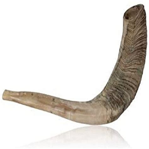 Natural Rams Horn Shofar, For Decor at Rs 450 in Sambhal | ID: 27135352091