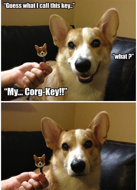 15 Terrible/Wonderful Dog Puns to Torture Your Friends With | Playbuzz