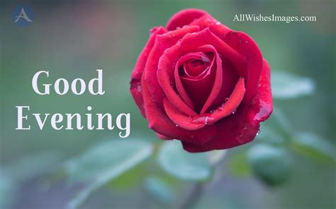 Good Evening Red Rose Images - All Wishes Images - Images for WhatsApp