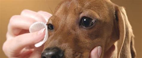 How to treat dog eye infection at home - Best Glucosamine For Dogs