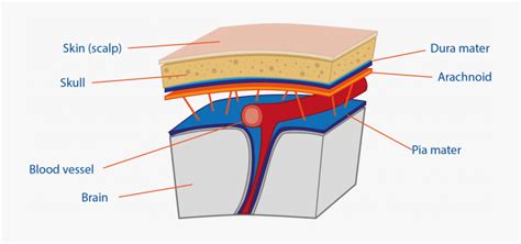 Meninges Diagram Easy , Free Transparent Clipart - ClipartKey