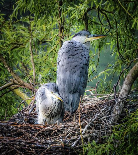 Grey herons in nest surrounded by lush foliage Photograph by Franky De Meyer - Fine Art America