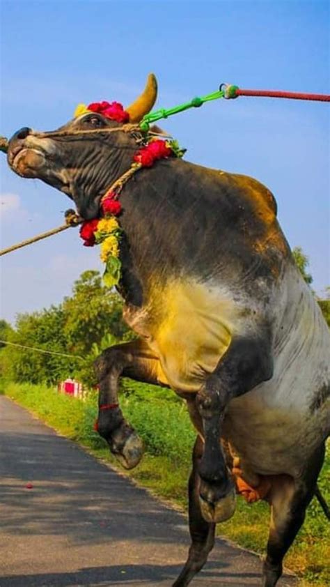 an animal with horns and bells on it's back walking down the road