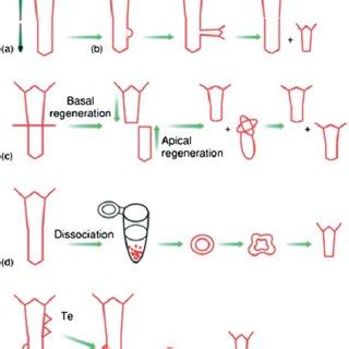 (PDF) Regeneration in Hydra