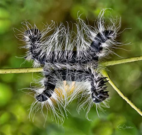 Walnut Caterpillar Moth (Datana integerrima) - Datana integerrima - BugGuide.Net