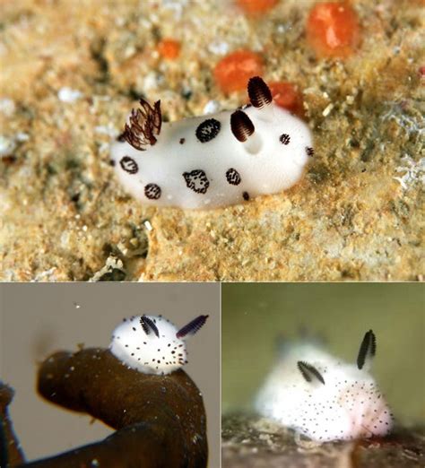 🔥 Jorunna parva, a nudibranch popularly known as sea bunny🔥 : r/NatureIsFuckingLit