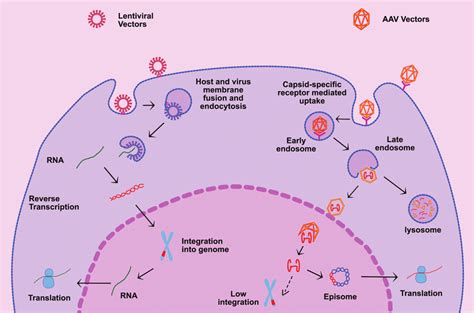 Transduction Pathways Of Lentiviral And Adeno Associated | Free ...