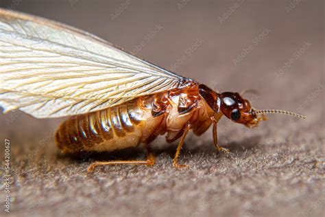 Close Up of Swarmers, moths, flying termite, winged termites, subterranean termites, drywood ...