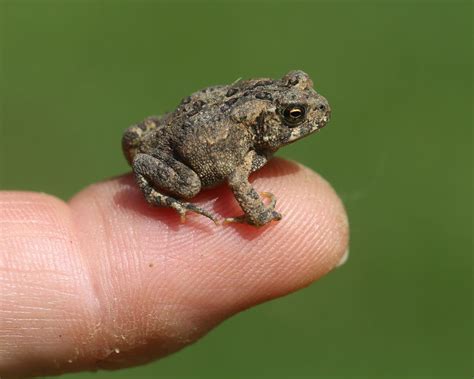 (link) AMERICAN TOAD: photos with informational notations. ~~~ Toadlets ...