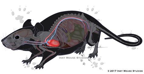 Mouse Anatomy Map | Biotechnology Marketing Imagery