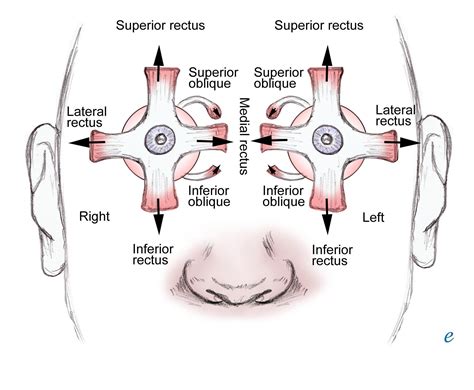 Extraocular Muscle Actions: Eye Movements, Rectus Muscles, Oblique Muscles | Rectus muscle, Eye ...