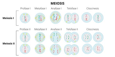 ¿Qué es la meiosis? | ADNTRO