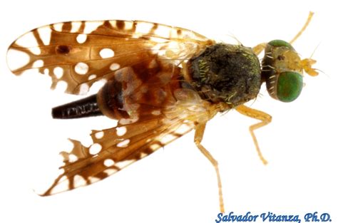 Diptera-Tephritidae-Euaresta stigmatica-Fruit Flies FEMALE-a - Urban ...