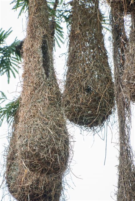 hanging bird nest identification