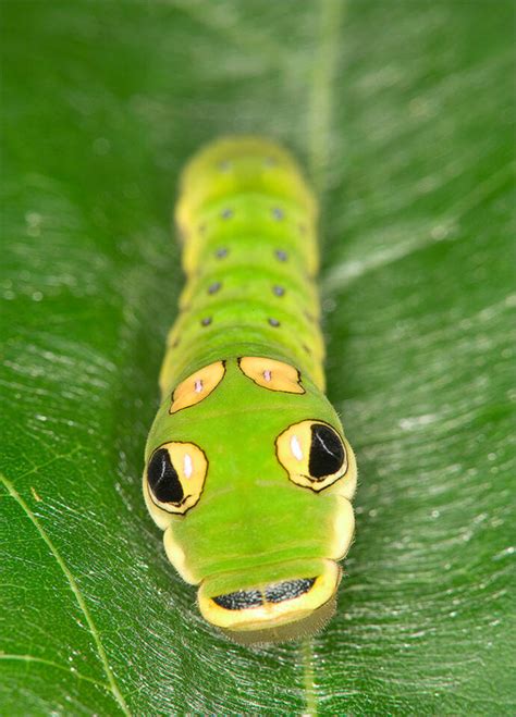 Spicebush Swallowtail Caterpillar | Papilio troilus | Patrick Zephyr Photography