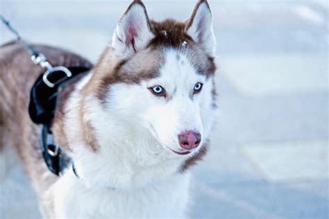 Blue-Eyed Husky Names - HorseNameIdeas.com